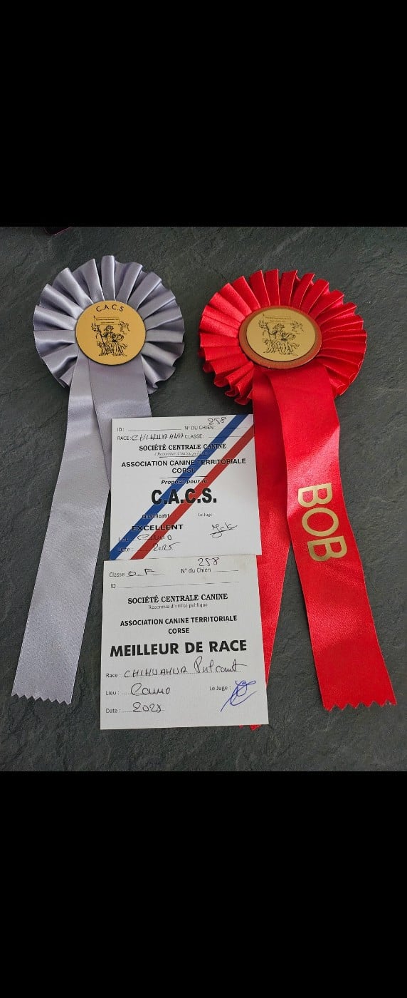 Telola dit Lola (Sans Affixe) - 1er excellent ,meilleur de race , cacs