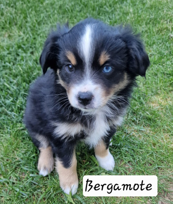 Les chiots de Berger Américain Miniature