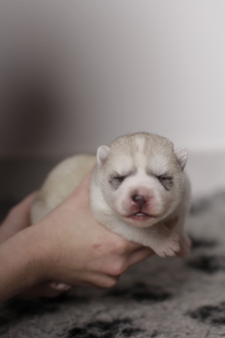 collier jaune - Siberian Husky