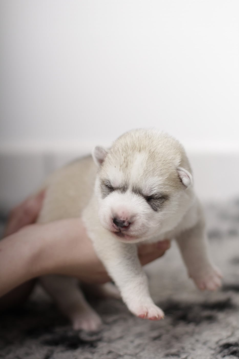 collier marron - Siberian Husky