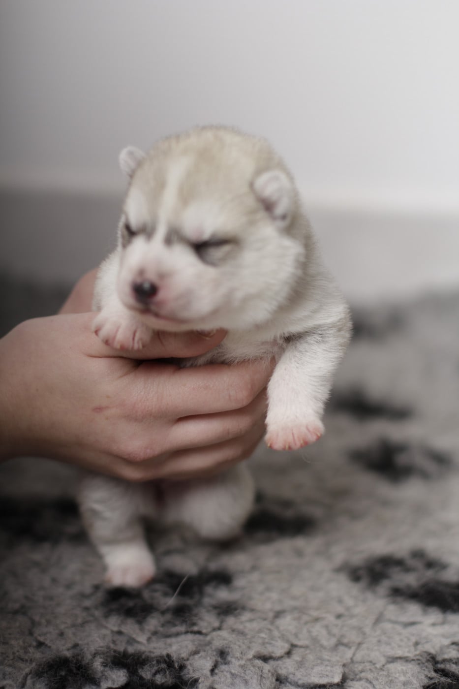 collier noir - Siberian Husky
