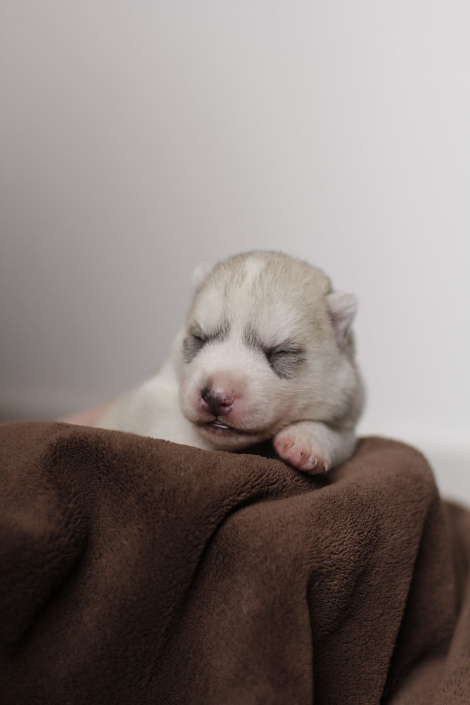 collier vert - Siberian Husky