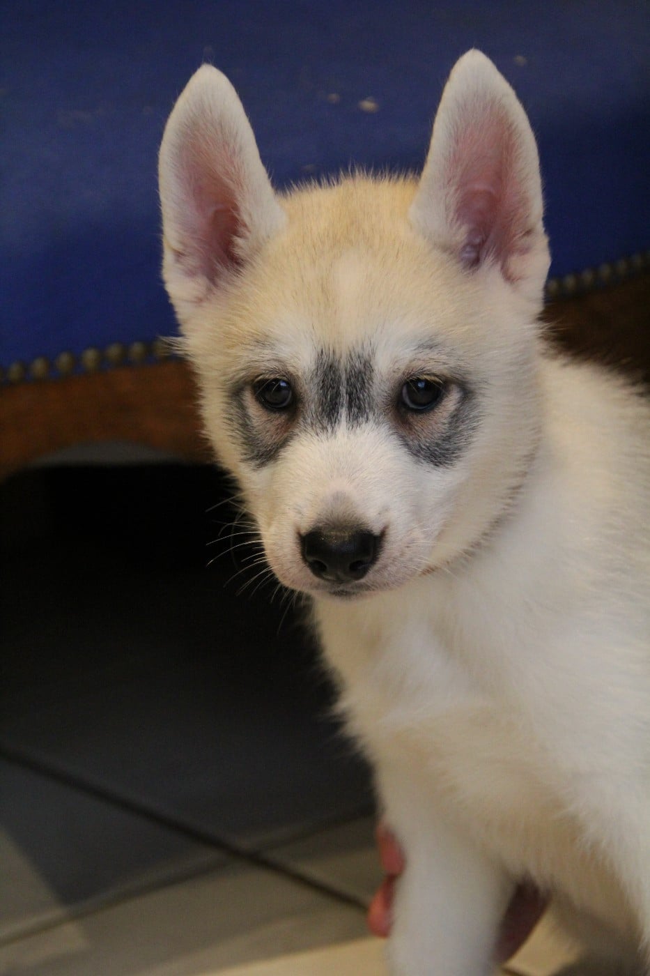 Bagherra - Siberian Husky