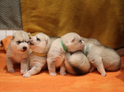 Les chiots de Siberian Husky