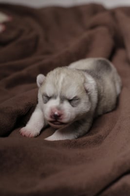 Les chiots de Siberian Husky