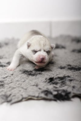 Les chiots de Siberian Husky
