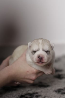 Les chiots de Siberian Husky