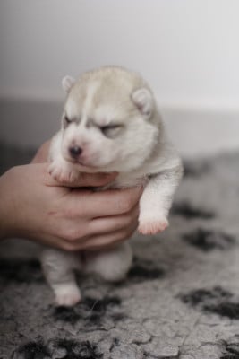Les chiots de Siberian Husky