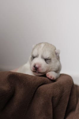 Les chiots de Siberian Husky