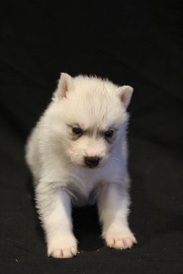 Les chiots de Siberian Husky