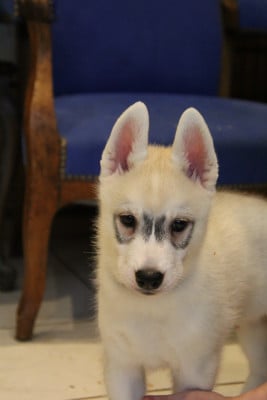 Les chiots de Siberian Husky