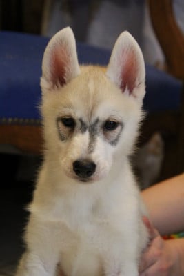 Les chiots de Siberian Husky