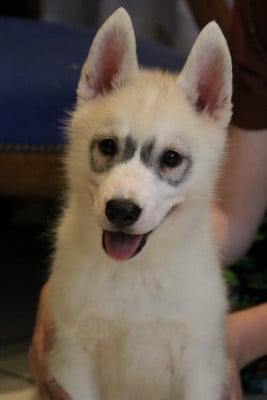 Les chiots de Siberian Husky