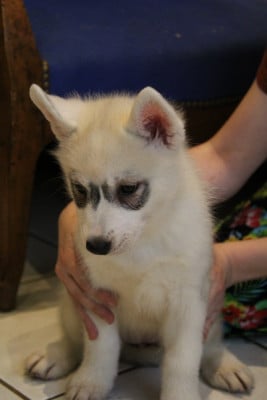 Les chiots de Siberian Husky