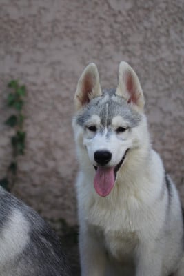 Les chiots de Siberian Husky
