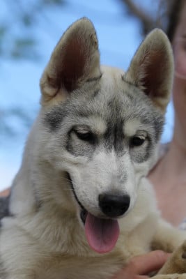 Les chiots de Siberian Husky
