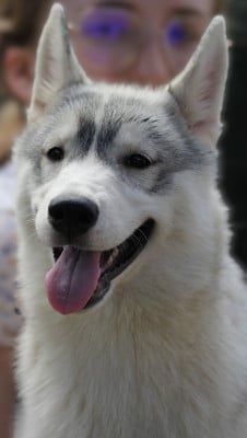 Les chiots de Siberian Husky