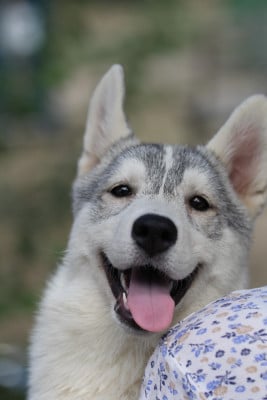 Les chiots de Siberian Husky