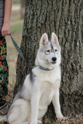 Les chiots de Siberian Husky