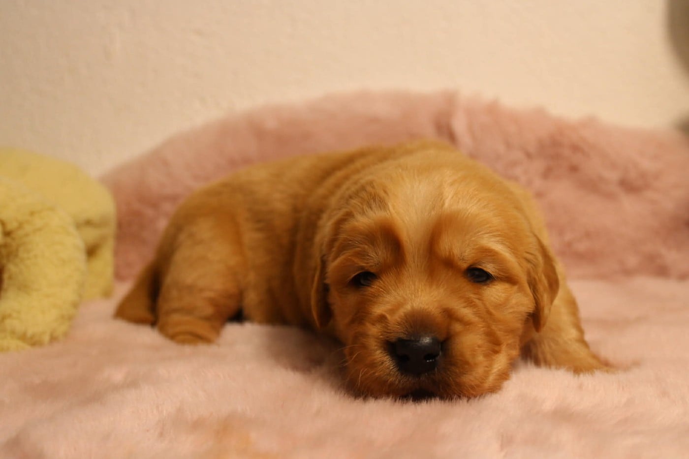 Chiot N°1