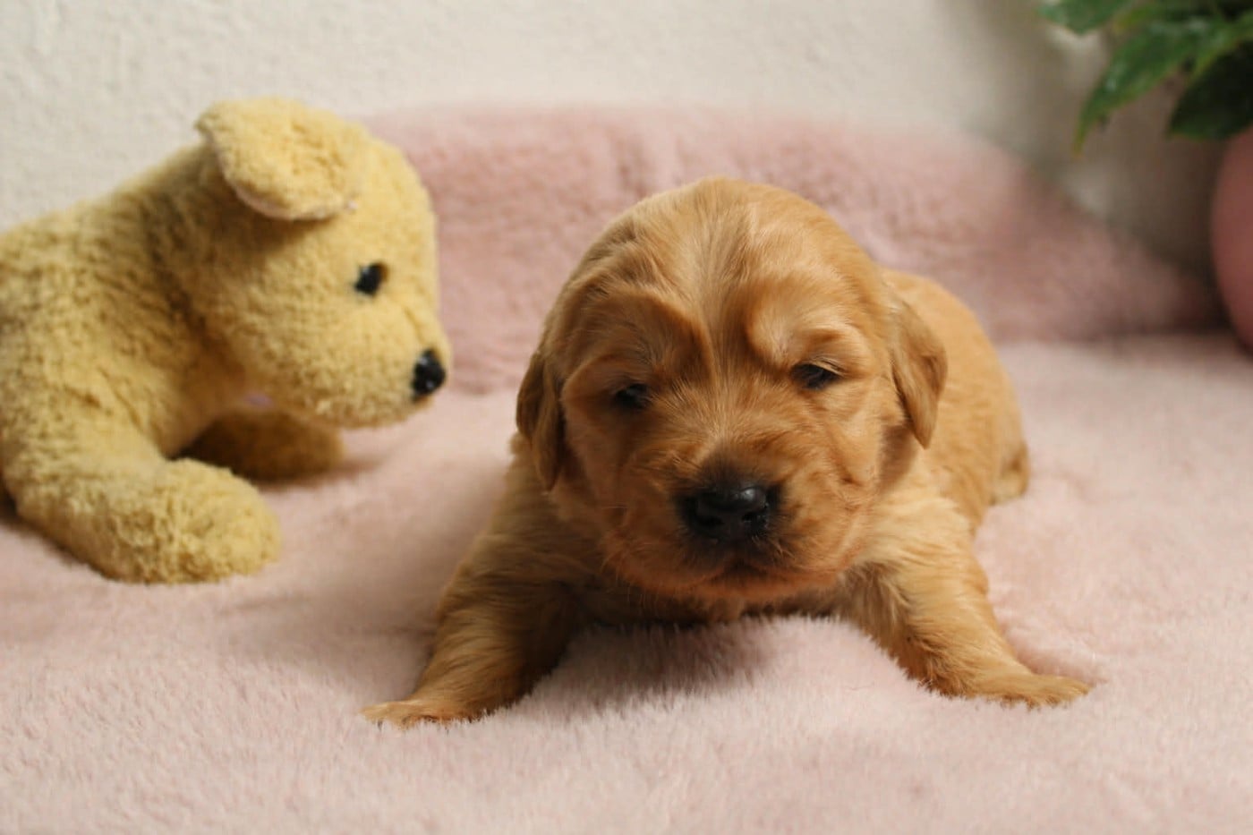 Chiot N°2