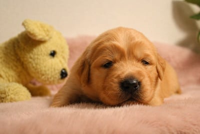 Les chiots de Golden Retriever