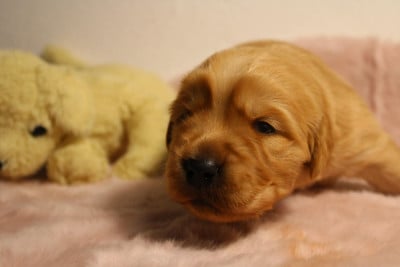 Les chiots de Golden Retriever