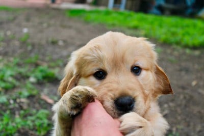 Les chiots de Golden Retriever