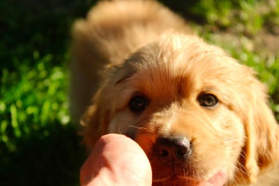 Les chiots de Golden Retriever