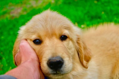 Les chiots de Golden Retriever