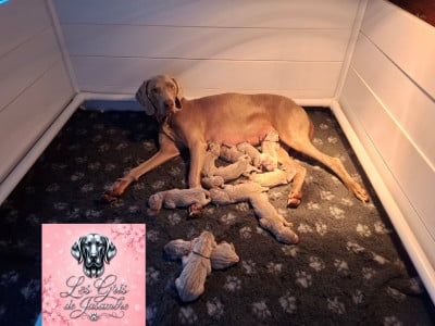 Les chiots de Braque de Weimar