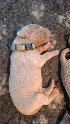 Les chiots de Braque de Weimar