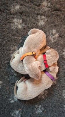 Les chiots de Braque de Weimar