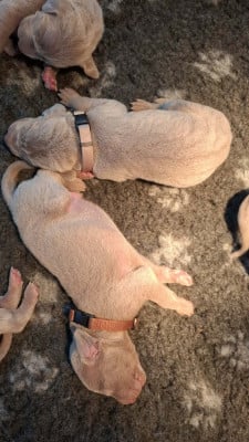 Les chiots de Braque de Weimar