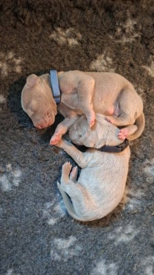Les chiots de Braque de Weimar