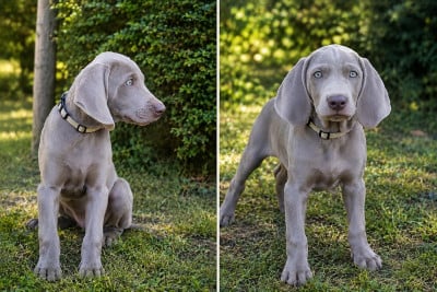 Les chiots de Braque de Weimar