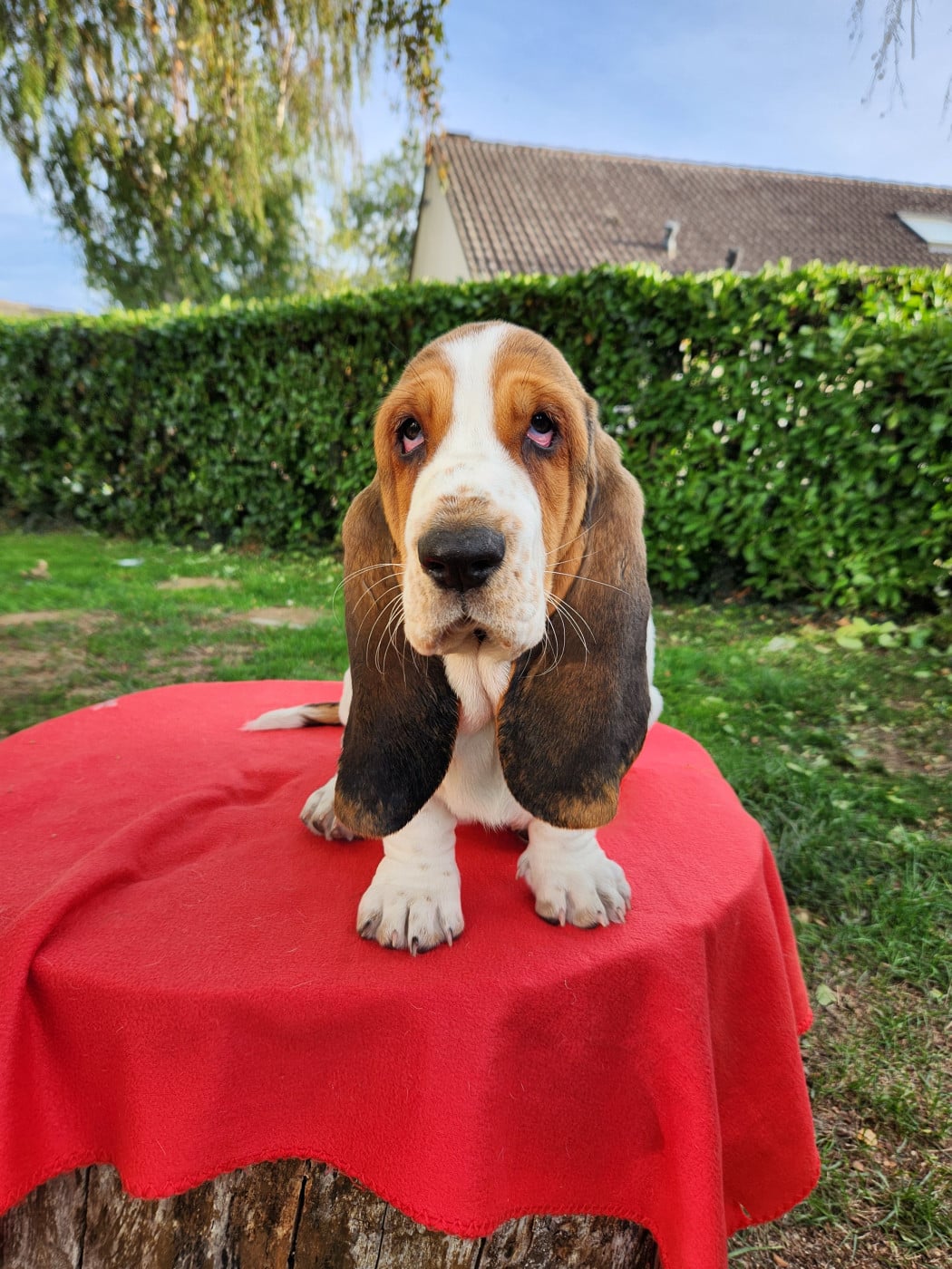 Bellatrix - Basset Hound