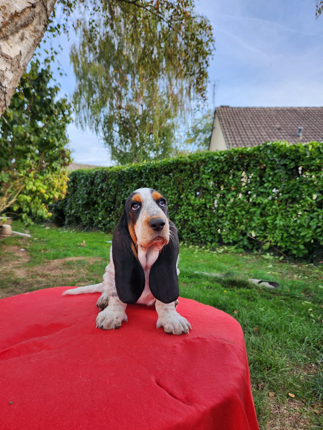 Brook - Basset Hound