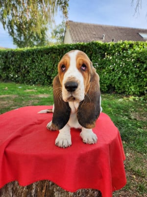 Bellatrix - Basset Hound
