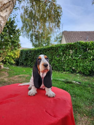 Basset Hound