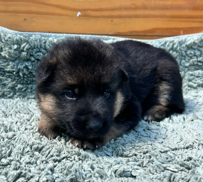Orange - Berger Allemand