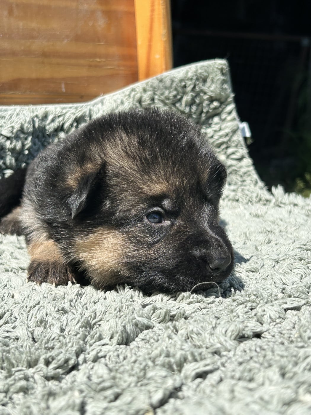 Jaune - Berger Allemand