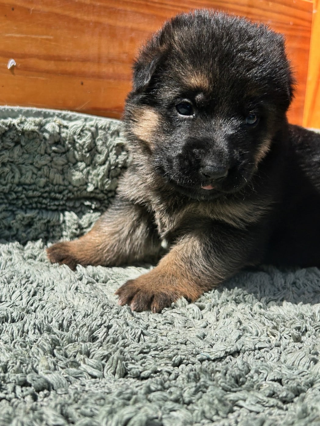 Rose - Berger Allemand