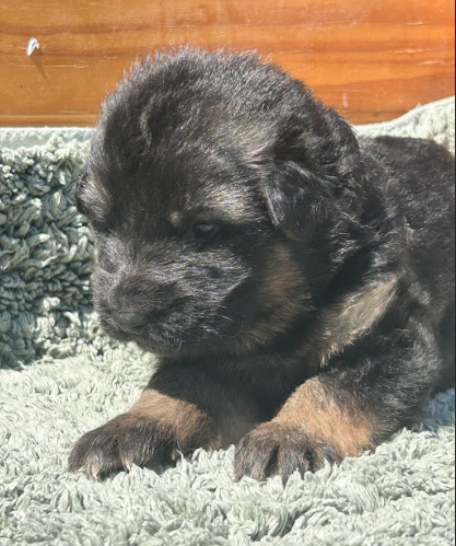 Violet - Berger Allemand