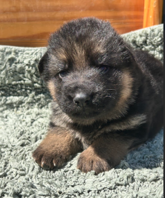 Marron - Berger Allemand