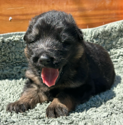 Bleu foncé - Berger Allemand