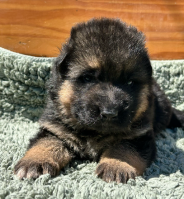 Bleu Clair - Berger Allemand