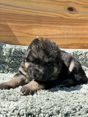 Vert - Berger Allemand