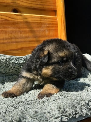 Noir - Berger Allemand