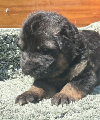Violet - Berger Allemand